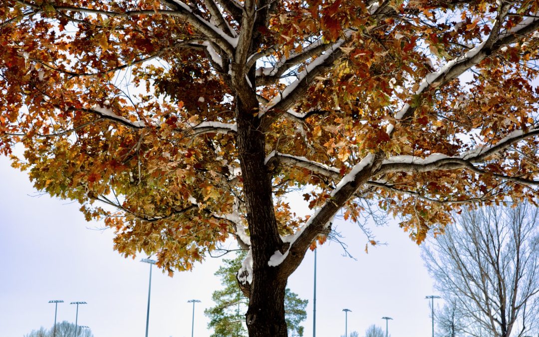 Falling Winter